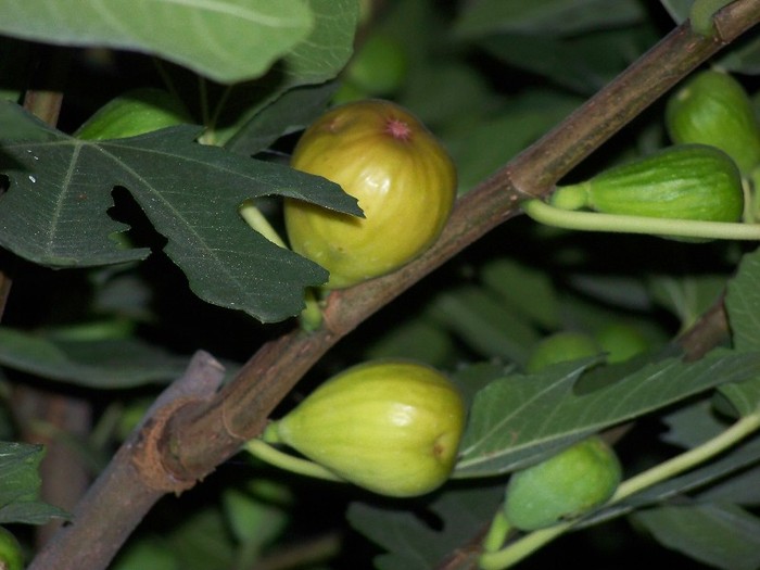 100_5263 - 2 August 2011