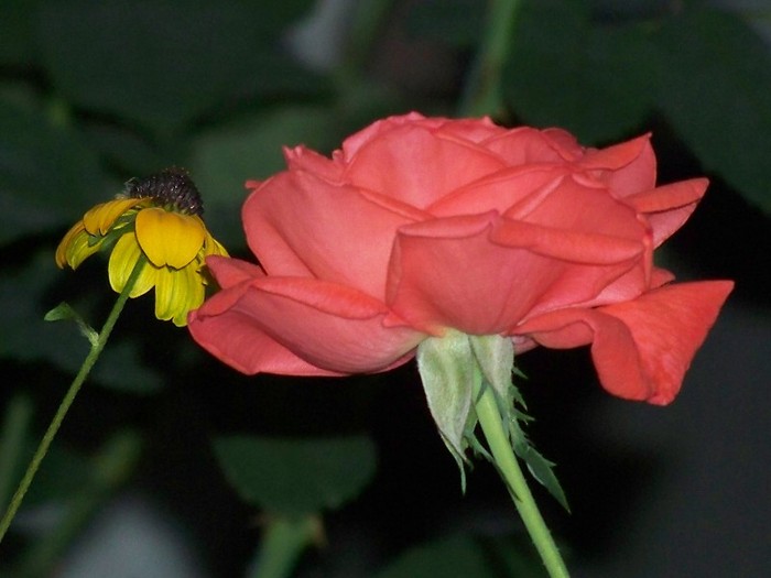 100_5265 - 2 August 2011