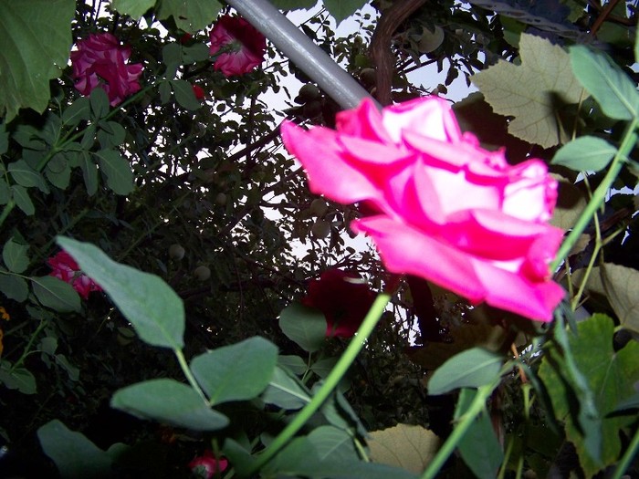 100_5270 - 2 August 2011