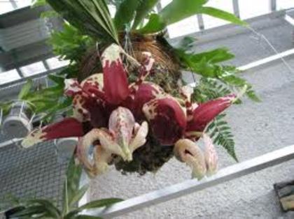 stanhopea - asa infloreste IMAG. NU-MI APARTINE - stanhopea nigroviolaceea