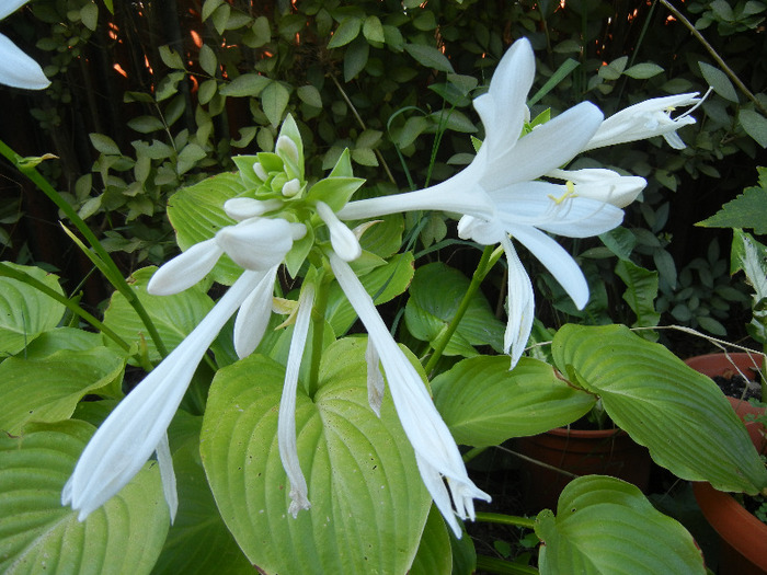 Hosta_Plantain Lily (2011, August 29) - LILY Plantain Lily Hosta