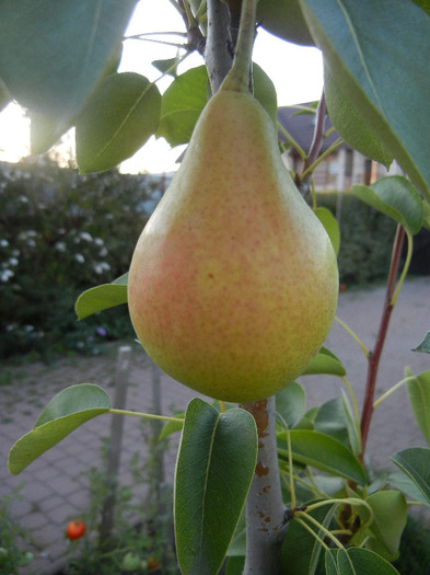 Pears_Pere Napoca (2011, August 28) - Pear Tree_Par Napoca