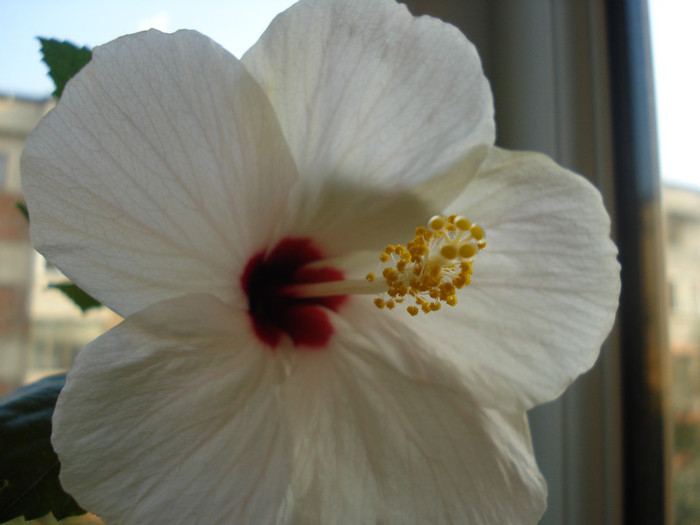 DSC00086 - HIBISCUS 2011
