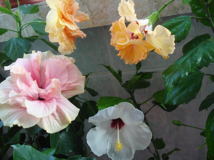 DSC00092 - HIBISCUS 2011