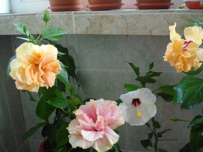 DSC00094 - HIBISCUS 2011