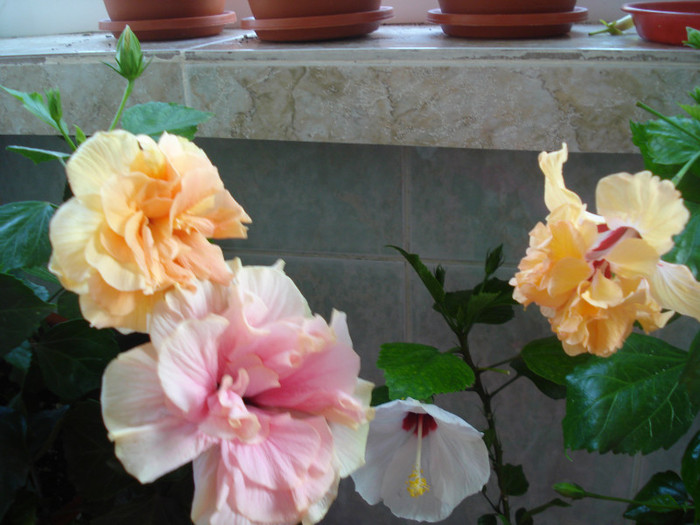 DSC00096 - HIBISCUS 2011