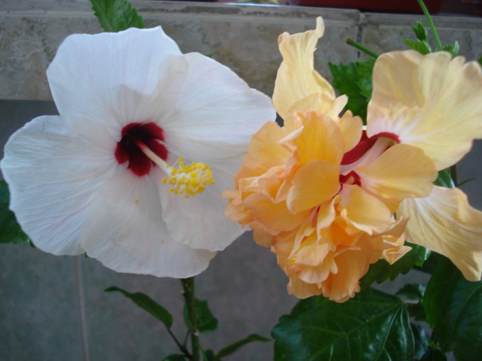 DSC00098 - HIBISCUS 2011