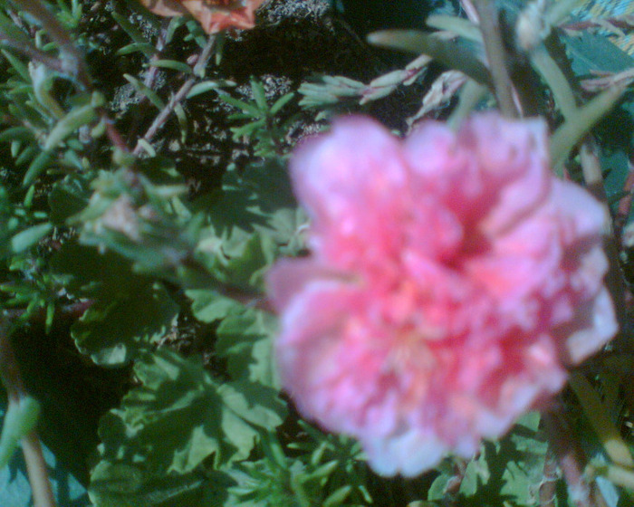 Picture 115 - Diverse flori
