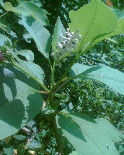 Picture 102 - Diverse flori