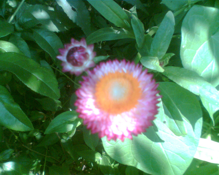 Picture 114 - Diverse flori