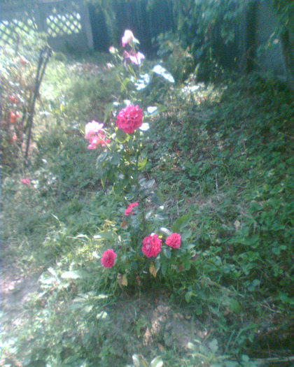 Picture 119 - Trandafirii mei 2011