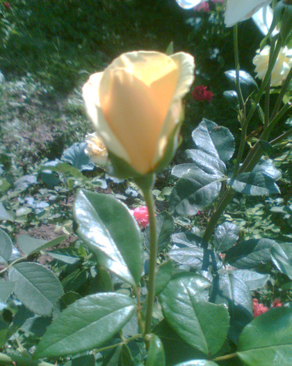 Picture 122 - Trandafirii mei 2011