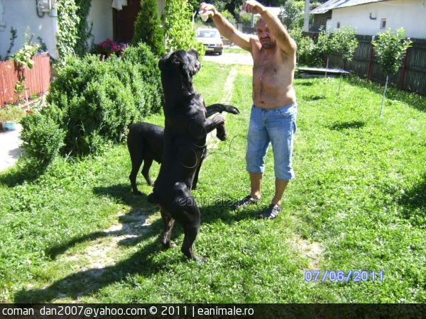 cane corso