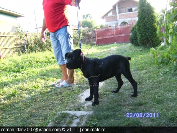 de - Vand Catei Cane Corso