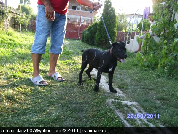 vanzare - Vand Catei Cane Corso