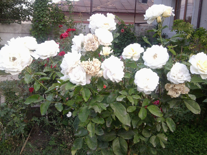 pomisor alb