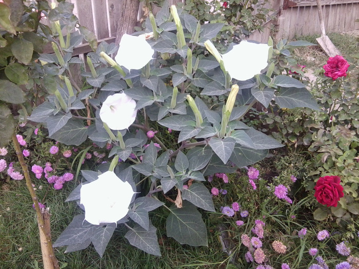 Fotografie0343 - brugmansia si datura 2012-2