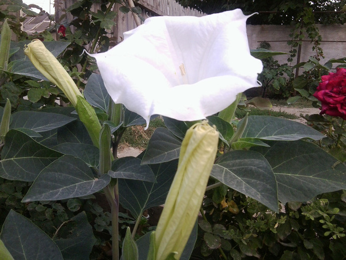 Fotografie0344 - brugmansia si datura 2012-2