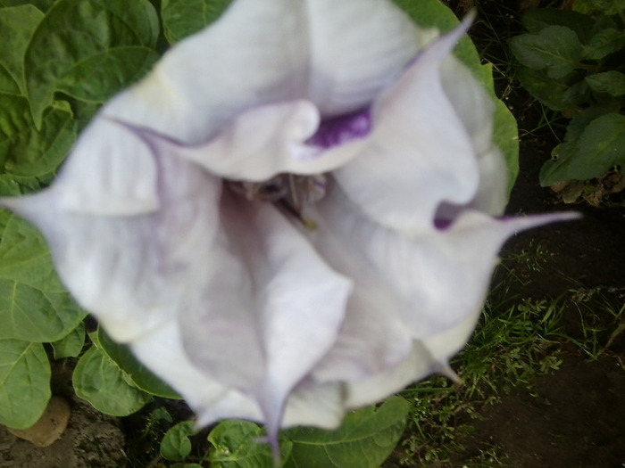 Fotografie0347 - brugmansia si datura 2012-2