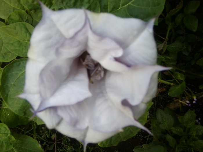 Fotografie0349 - brugmansia si datura 2012-2