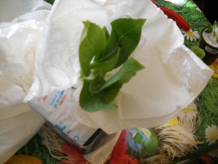 DSCN8734 - FLORI DIVERSE