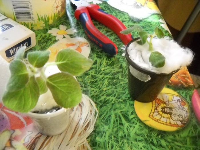 Kohlerii la vestiar dupa calatorie - FLORI DIVERSE