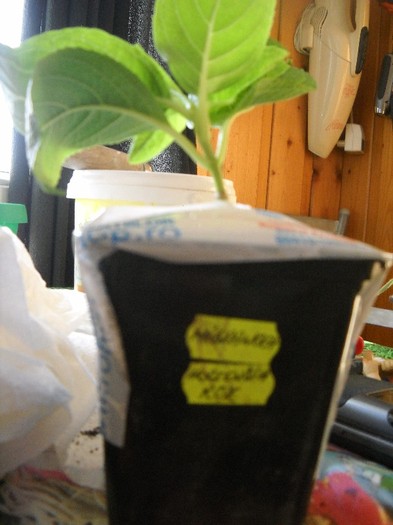 hortensia roz pentru Marta mare - FLORI DIVERSE