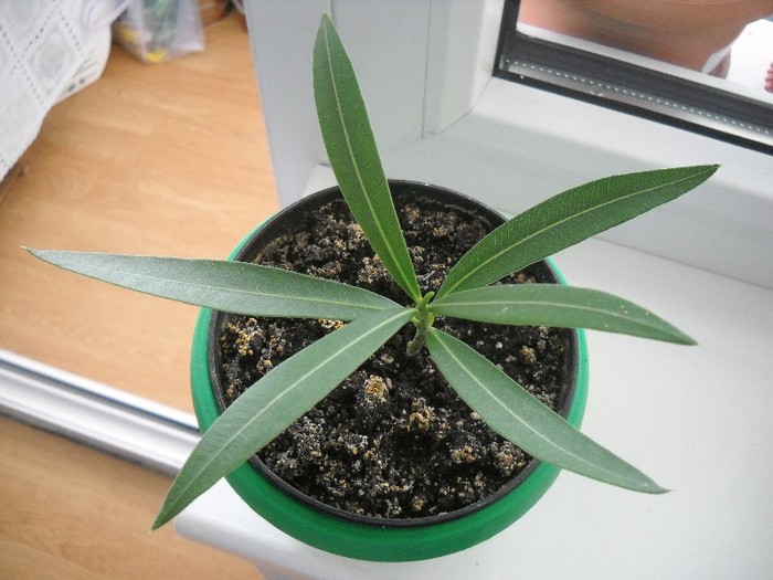 Leandru alb pentru Marta de la Lia - FLORI DIVERSE