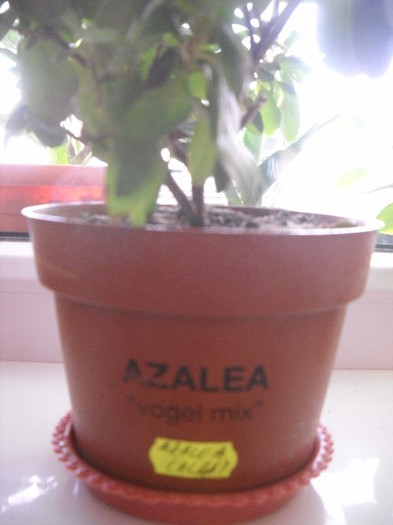 S-a prins de... mama focului - FLORI DIVERSE