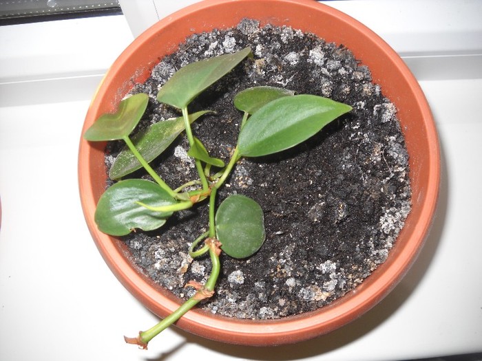 philodendron scandens, frunza de inima - FLORI DIVERSE