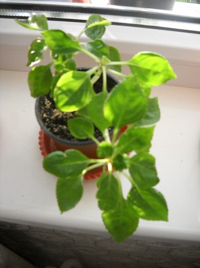 Sporul casei de la LIA - FLORI DIVERSE