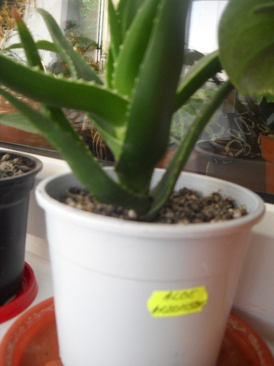 ALOE de la LIA (arborescens) - FLORI DIVERSE