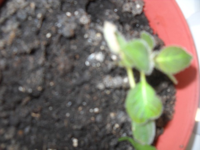 PITIC dar cu dorinta de viata - FLORI DIVERSE