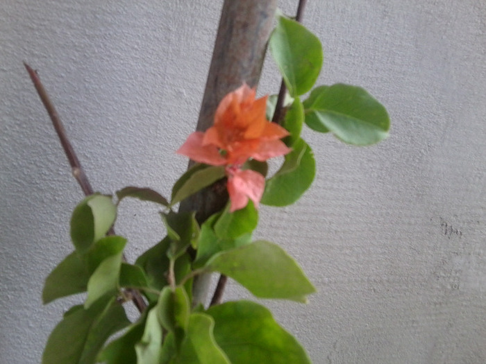 Fotografie0352 - flori de interior