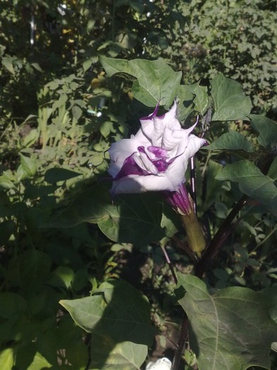15 - Brugmansia si datura