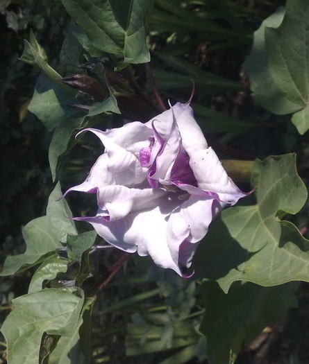 datura