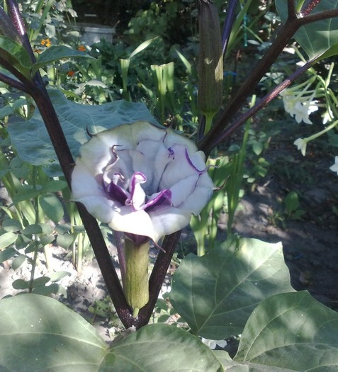 33 - Brugmansia si datura