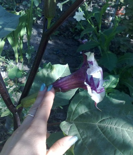 35 - Brugmansia si datura