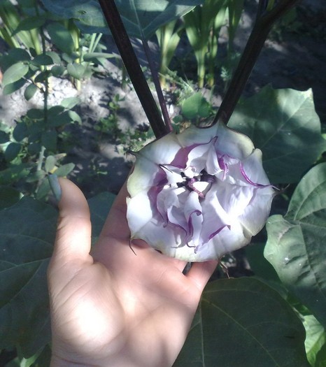 36 - Brugmansia si datura