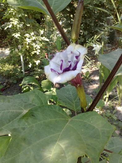 21 - Brugmansia si datura
