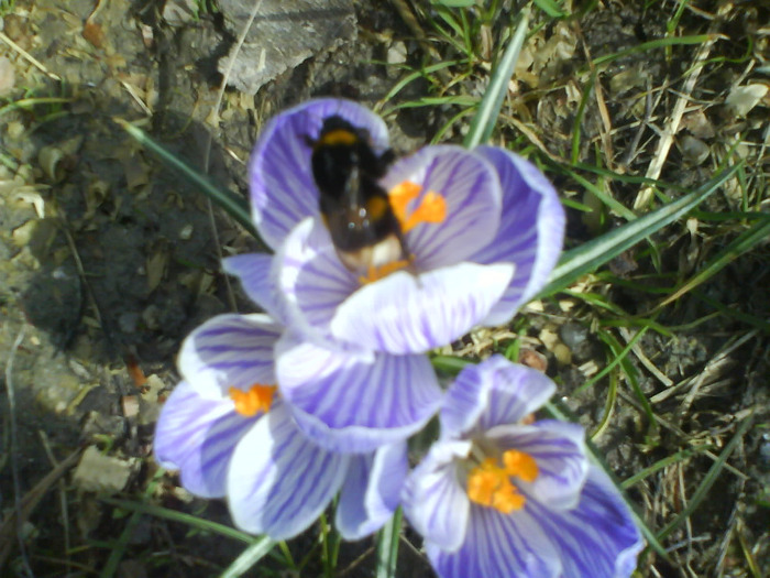 DSC04370 - crocus -de vanzare