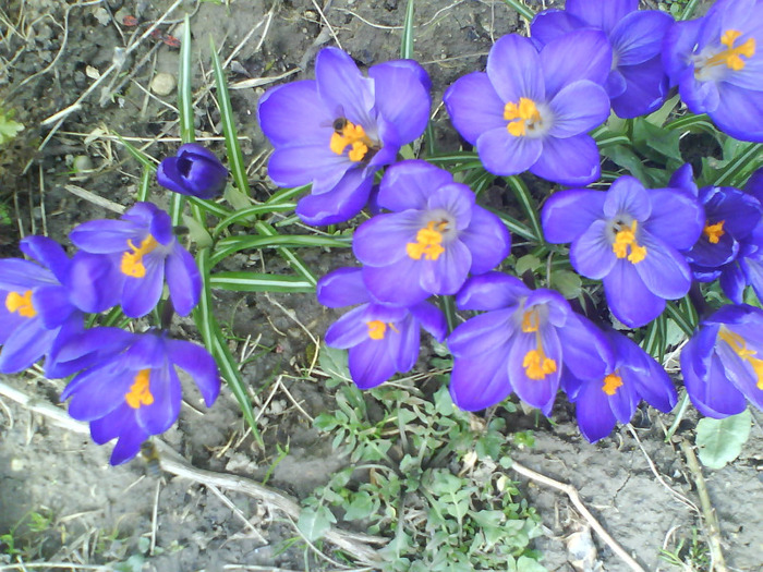 DSC04374 - crocus -de vanzare