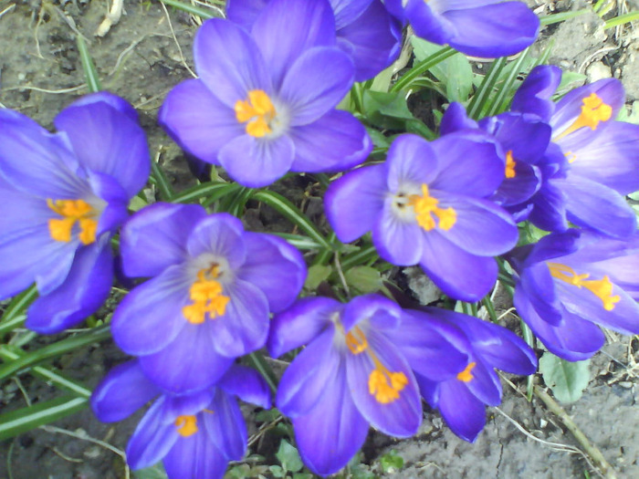 DSC04375 - crocus -de vanzare