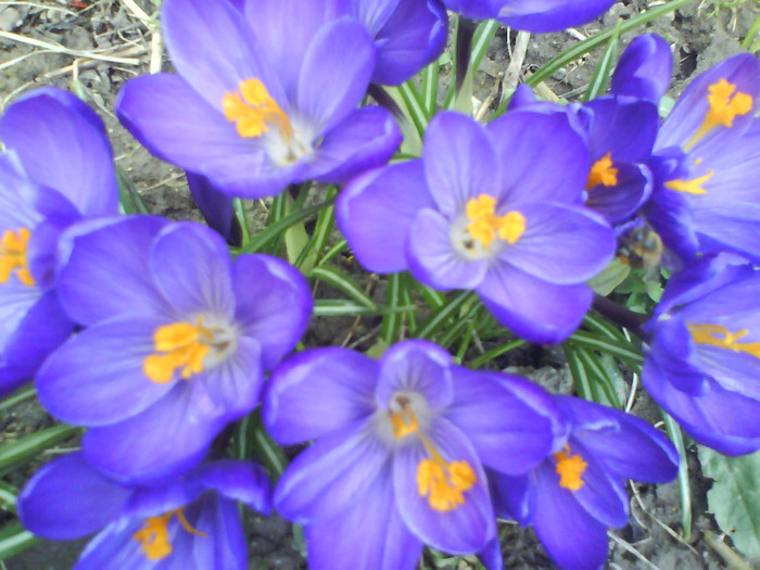 DSC04376 - crocus -de vanzare