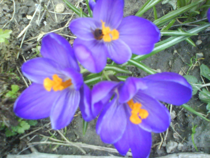 DSC04377 - crocus -de vanzare