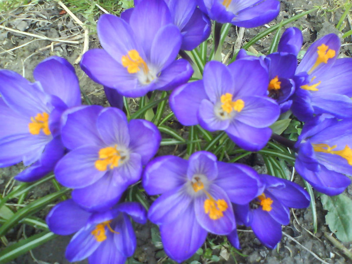 DSC04378 - crocus -de vanzare