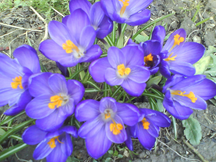 DSC04379 - crocus -de vanzare