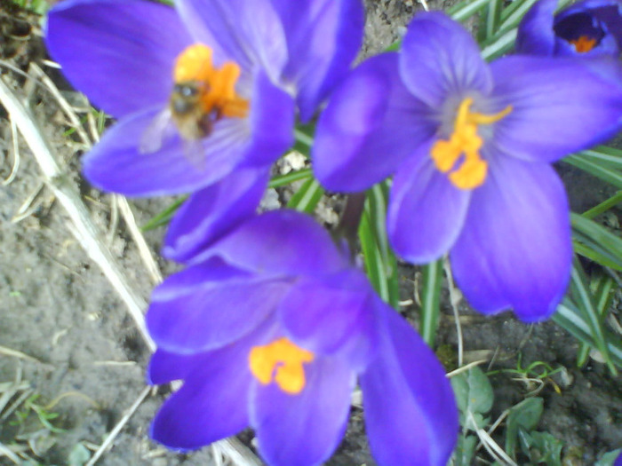 DSC04388 - crocus -de vanzare