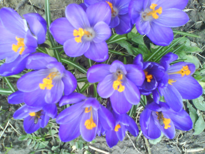 DSC04390 - crocus -de vanzare