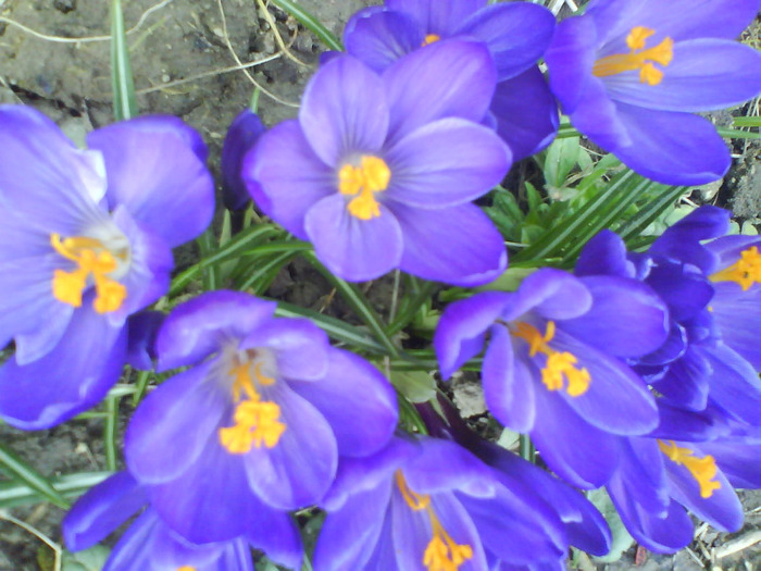 DSC04393 - crocus -de vanzare